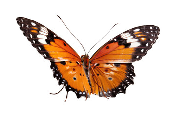 Fototapeta na wymiar Beautiful butterfly isolated on transparent background. Generative Ai