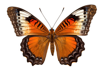 Fototapeta premium Beautiful butterfly isolated on transparent background. Generative Ai