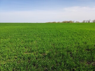 Fototapeta premium Wheat field