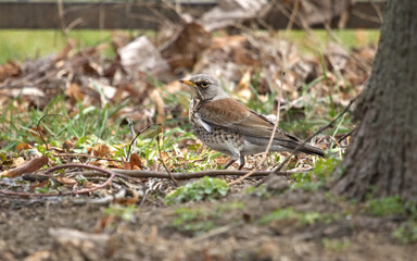 Fieldfare in the forest on a spring. Turdus pilaris, cute songbird.