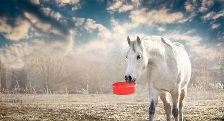 White horse holding red feed bucket in mouth , outdoor
