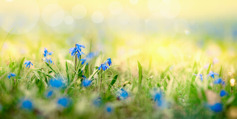 Sunny summer nature background with blue flowers in grass with sunlight and bokeh. Outdoor nature