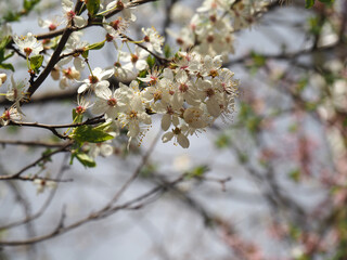 wild plum tree blooming flowers