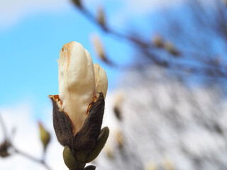 cream-colored magnolia bud and blue sky