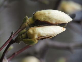 two magnolia buds close together