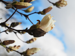 magnolia buds and fresh spring air