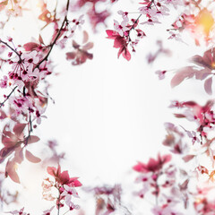 Beautiful floral frame of pink cherry blossom with sunlight and petal bokeh at white background