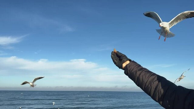 feeding seagulls seashore. hand in black holds piece of bread against blue sky and ocean horizon, hungry wild sea birds flying close but scary take food, one brave seagull bites bread beak floating 