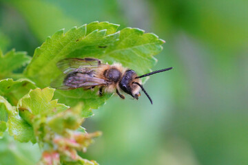 Closeup on a male red-tailed mining bee, Andrena haemorrhoa, hidin,g in green fresh leaves