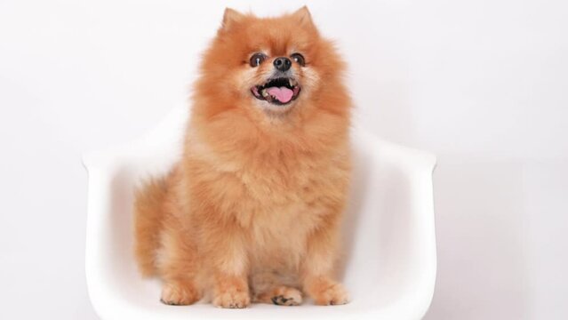 Portrait of charming, Pomeranian dog on gray background. Make room for the text. Wide-angle horizontal wallpaper or web banner.