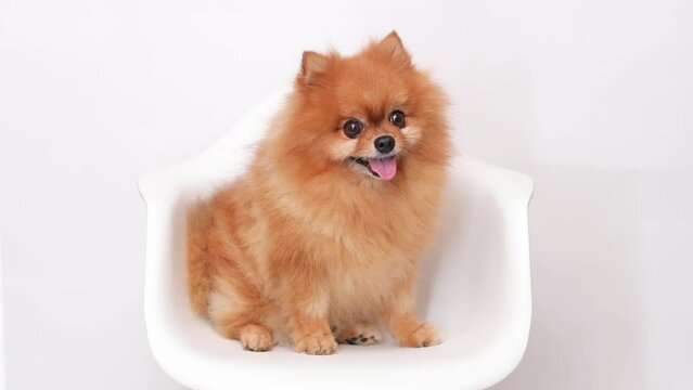 Portrait of charming, Pomeranian dog on gray background. Make room for the text. Wide-angle horizontal wallpaper or web banner.