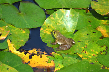 蓮の上のウシガエル