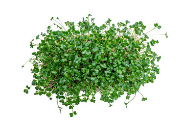 Container with micro greens. Health, vitamins and natural products. Isolated on white background. Top view.