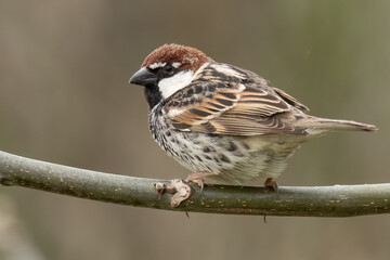 Spanish sparrow sitting on a branch