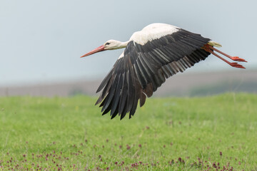 White stork flying over the field full of spring flowers