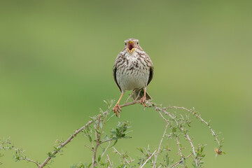 Corn bunting standing on a branch and singing loud with wide opened beak