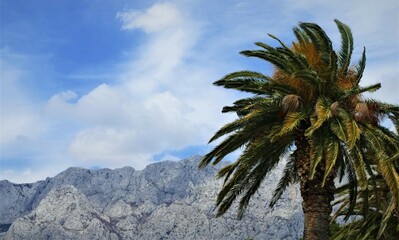 Tropical palm high in the sky with mountain scenery