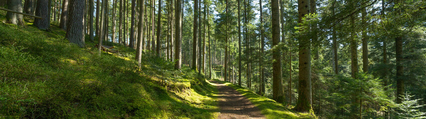 Panoramic wallpaper background of forest woods (Black Forest) landscape panorama - Mixed forest fir and spruce trees, lush green moss, blueberries and path with sunshine sunbeams