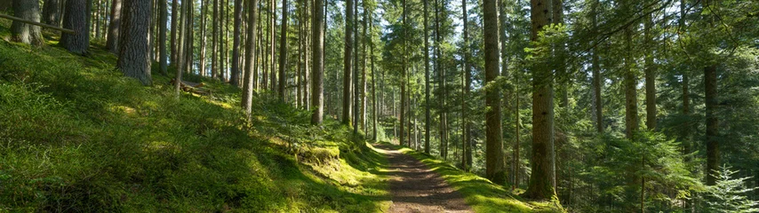 Crédence de cuisine en verre imprimé Panoramique Panoramic wallpaper background of forest woods (Black Forest) landscape panorama - Mixed forest fir and spruce trees, lush green moss, blueberries and path with sunshine sunbeams