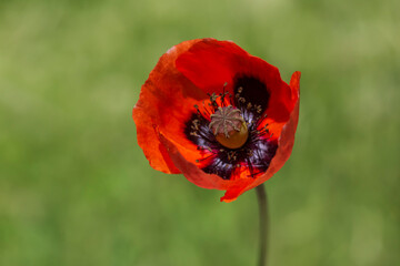 red poppy flower against green grass
