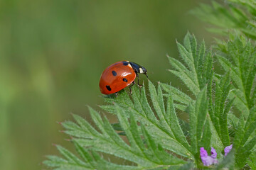 ladybug crawling by the edge of green leaf