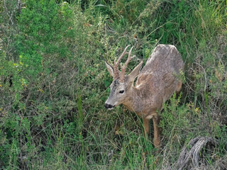 male roe deer hidden in the shadow of the ravine