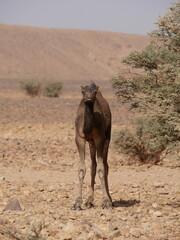 camel looking straight ahead