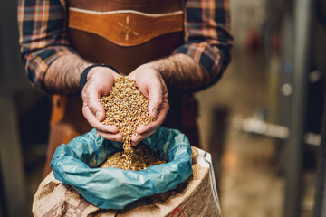 Master brewer examining the barley seeds before they enter production. Brewery technician with bag...