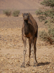 young camel looking straight ahead africa