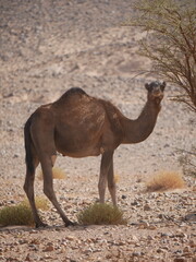 adult camel looking free