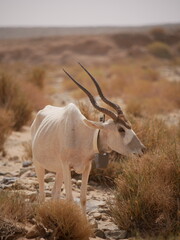 white antelope of the desert of morocco