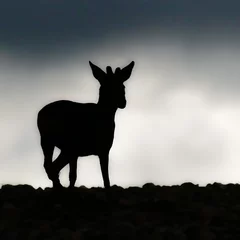Tuinposter roe deer silhouette in the sky © Ivan