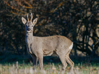 roe deer with alert look in the free field