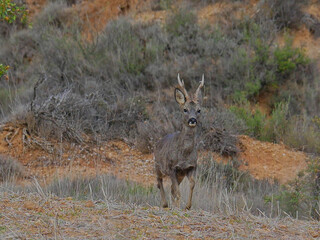 roe deer running through the autumn field