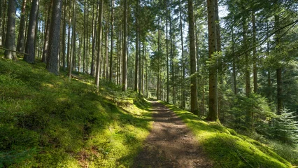 Fototapeten Panoramic wallpaper background of forest woods (Black Forest) landscape panorama - Mixed forest fir and spruce trees, lush green moss, blueberries and path with sunshine sunbeams © Corri Seizinger