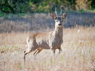 roe deer with a threatening expression