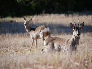 Naklejka na ściany i meble roe deer couple in the free field