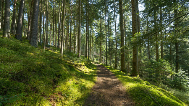 Panoramic wallpaper background of forest woods (Black Forest) landscape panorama - Mixed forest fir and spruce trees, lush green moss, blueberries and path with sunshine sunbeams