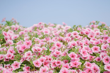 Summer blossoming pink flowers background with blue sky , pastel and soft bouquet floral backdrop