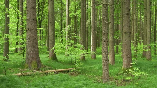 Vital green forest in spring, Bavaria, Germany