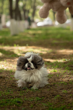 White Pekingese runs fast to catch bunny toy. Portrait of a small fluffy dog playing in park, soft focus and light spots in background. Funny pet in motion portrait. Vertical photo