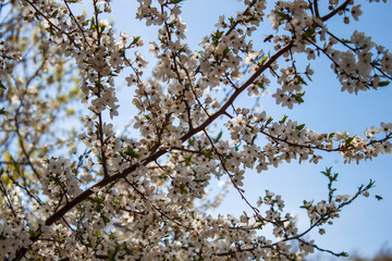 the first petals in April of very beautiful trees, chestnuts