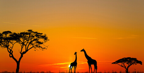 Silhouettes of african wild animals at sunset. Evening in African savanna.