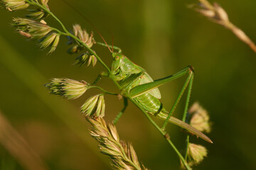 Grünes Heupferd (Tettigonia viridissima) in der Abendsonne	
