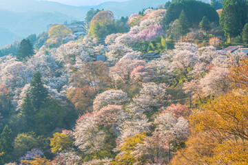 奈良県　吉野山　下千本の桜