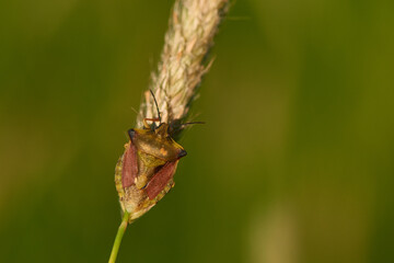 Nördliche Fruchtwanze (Carpocoris fuscispinus) in der Abendsonne	
