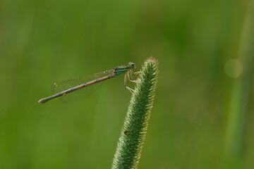 Blaue Federlibelle (Platycnemis pennipes) Weibchen	