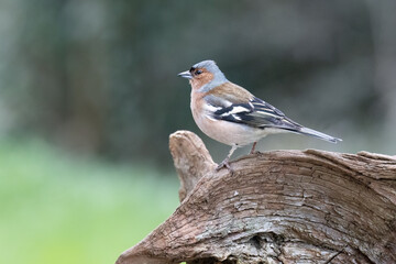 Buchfink (Fringilla coelebs)