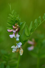 Zaun-Wicke (Vicia sepium) 