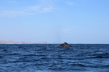 Naklejka premium Humpback Whale - mexico